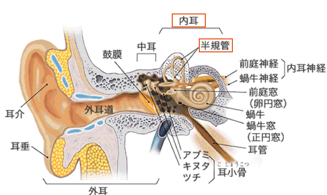 耳の前断頭（平衡聴覚器）