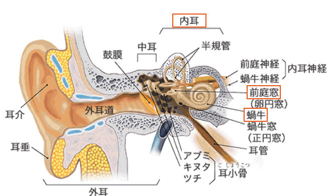 耳の前断頭(平衡聴覚器)