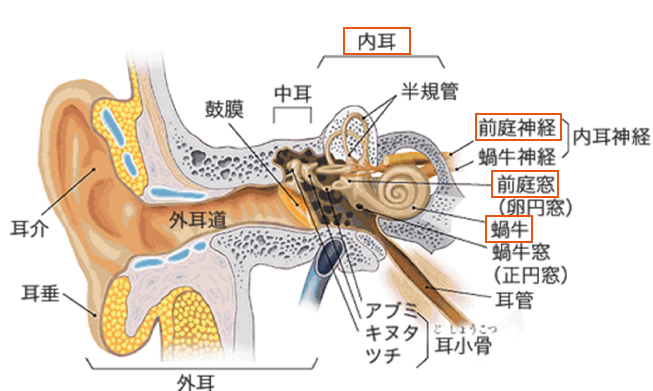 耳の前断頭（平衡聴覚器）