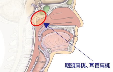 上咽頭